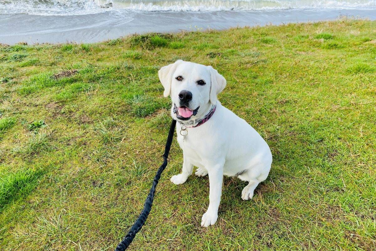 Cambria is canine-friendly